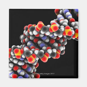 DNA molecule. Molecular model of DNA Magnet