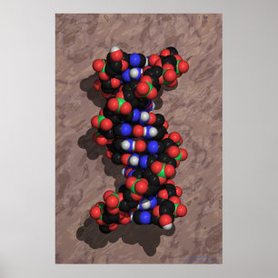 DNA on Stone Poster