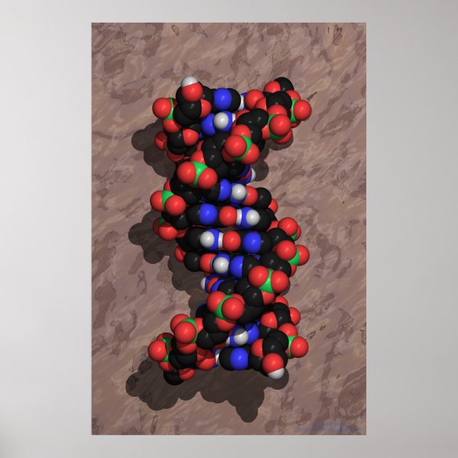 DNA on Stone Poster (Front)