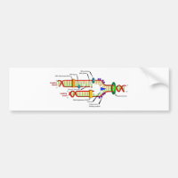 DNA replication