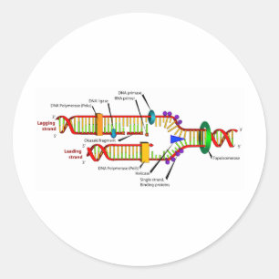 DNA replication Classic Round Sticker