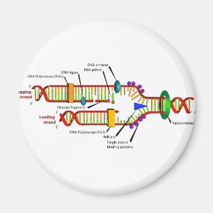 DNA replication Magnet