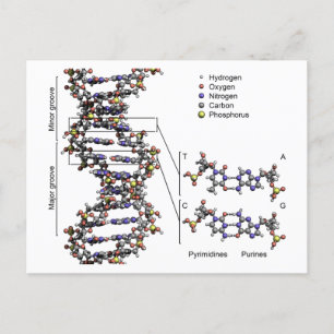 DNA Structure Deoxyribonucleic Acid Bases Diagram Postcard