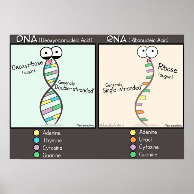 DNA vs RNA Poster (Front)