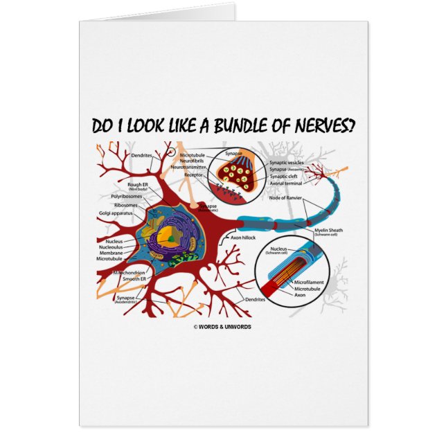 Do I Look Like A Bundle Of Nerves? Neuron Synapse (Front)