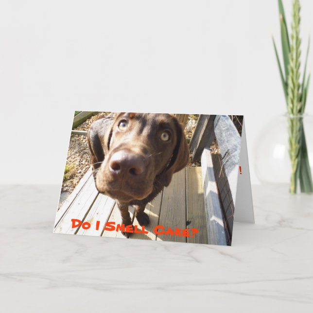 Do I Smell Cake? Fun Birthday Card For Dog Lovers (Front)
