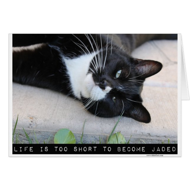 Do Not Be Jaded Motivation Cat Blank Note (Front Horizontal)
