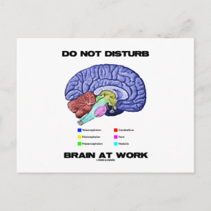 Do Not Disturb Brain At Work (Anatomical Humour) Postcard
