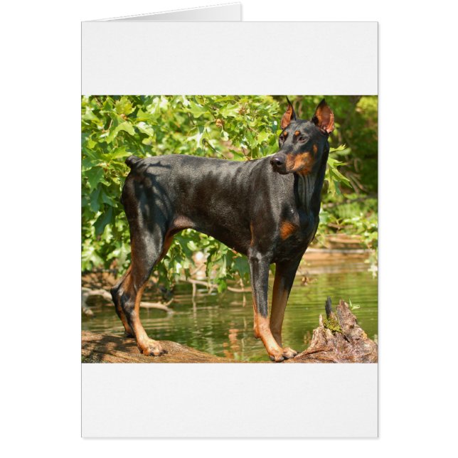 Doberman (Front)