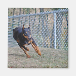 doberman aimant