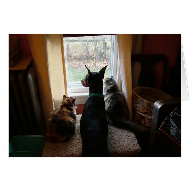 Doberman and Cats (Front Horizontal)