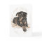 Doberman Dog Natural Ears