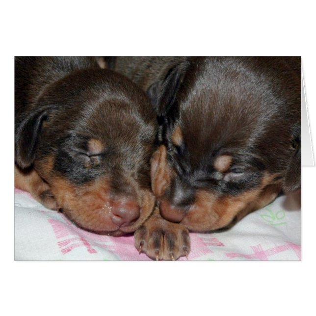 Doberman Dormir (Devant horizontal)