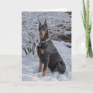 Doberman Frosty Morning Holiday Card