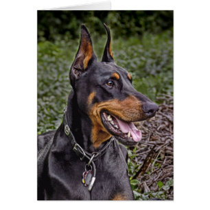 Doberman Glee! Card