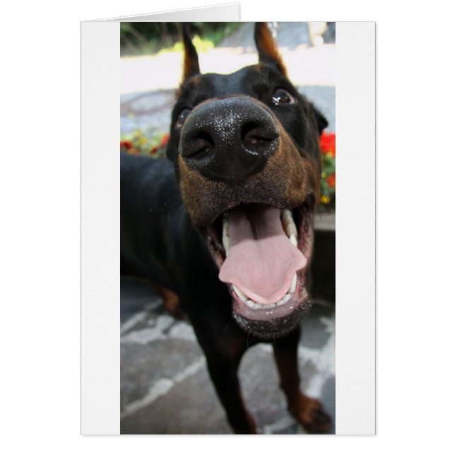 doberman, gros plan (Devant)