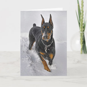 Doberman Holiday Card Snowball Catcher