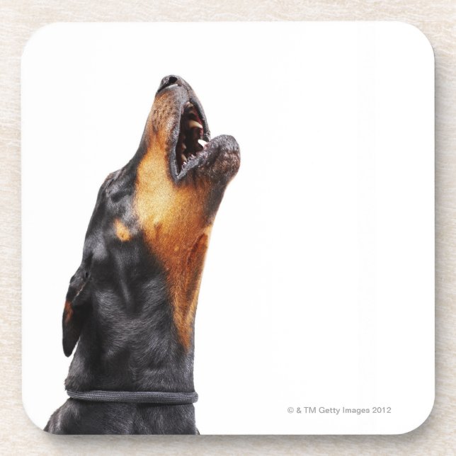 Doberman howling coaster (Front)