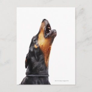 Doberman howling postcard