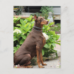 Doberman - In the Church Garden Postcard
