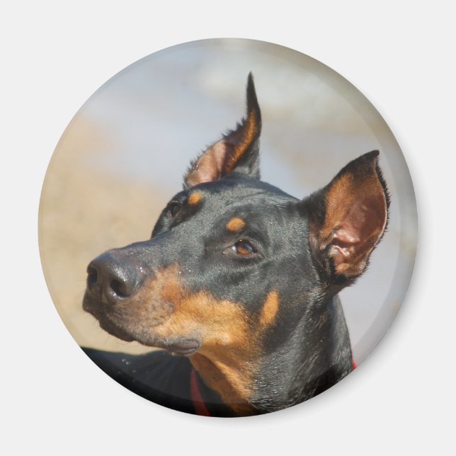 Doberman Magnet (Devant)