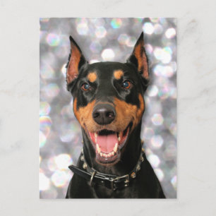 Doberman - Megyan Postcard