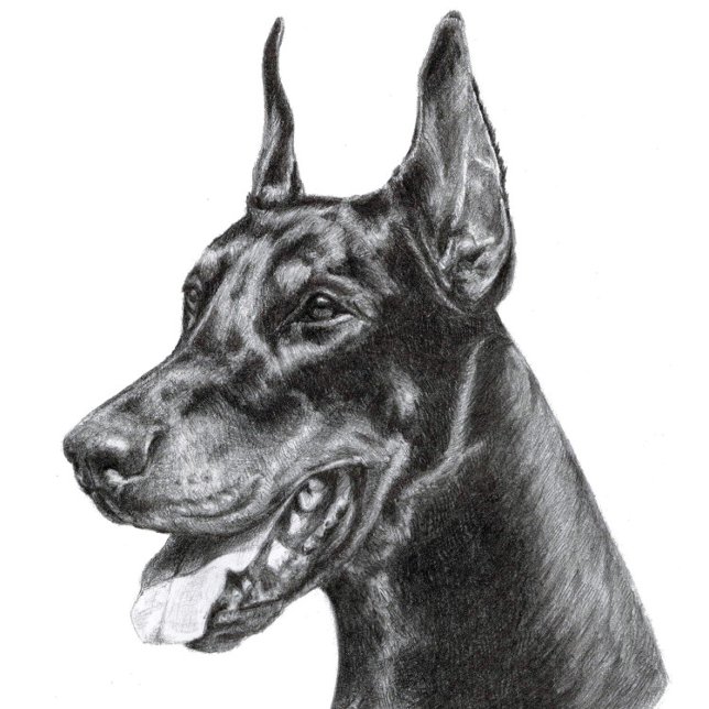 Doberman Pencil Drawing Postcard (Doberman Pencil Drawing
)
