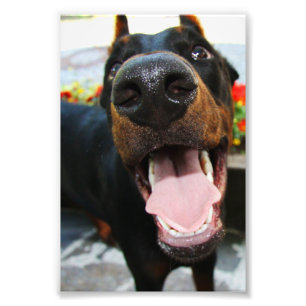 Doberman Photo Print