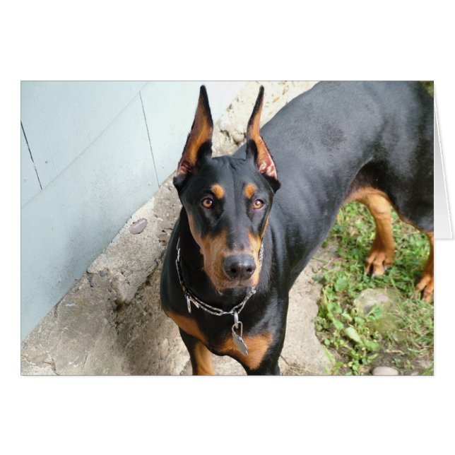 Doberman Pincher (Devant horizontal)