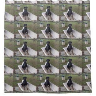 doberman pincher sitting
