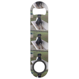 doberman pincher sitting bar key