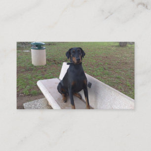 doberman pincher sitting business card