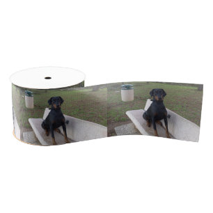 doberman pincher sitting grosgrain ribbon