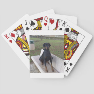 doberman pincher sitting playing cards