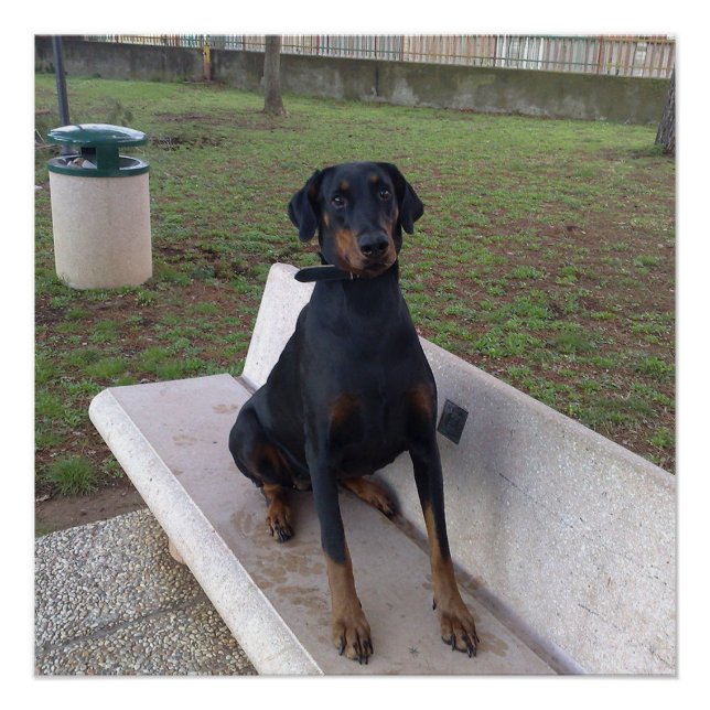 doberman pincher sitting poster (Front)