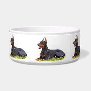 Doberman Pinscher