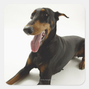 Doberman Pinscher 2 Square Sticker