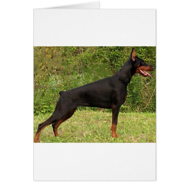 doberman pinscher black full (Front)