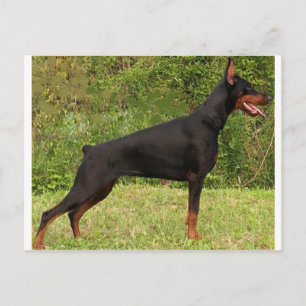 doberman pinscher black full postcard