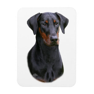 Doberman Pinscher- black natural eared Magnet