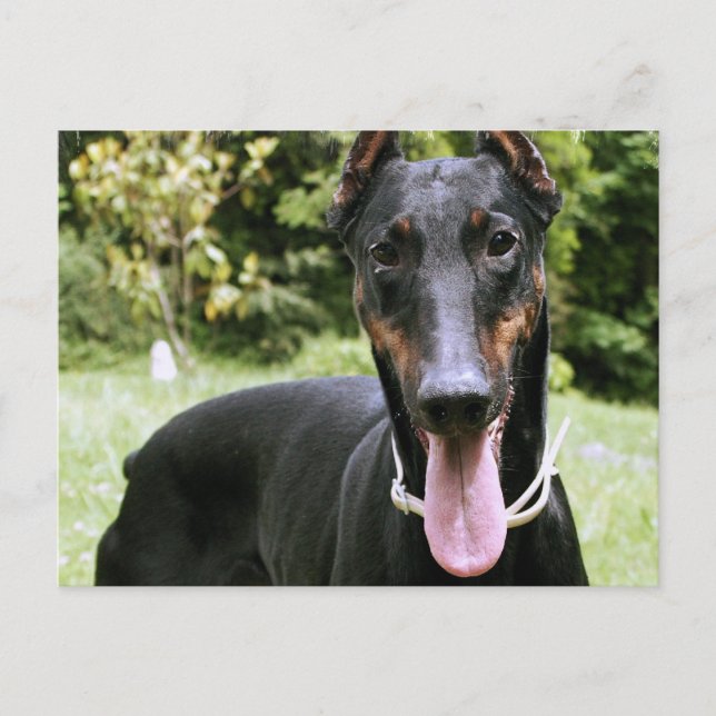 Doberman Pinscher Dog Postcard (Front)