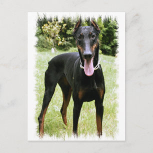Doberman Pinscher Dog  Postcard