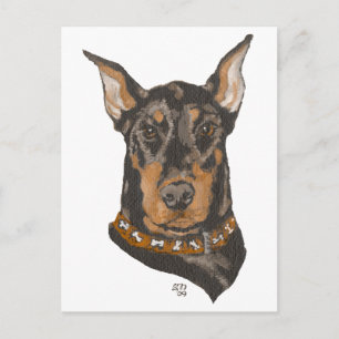 Doberman Pinscher Head Study Postcard