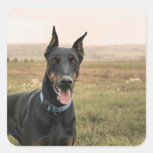 Doberman Pinscher In Field Square Sticker