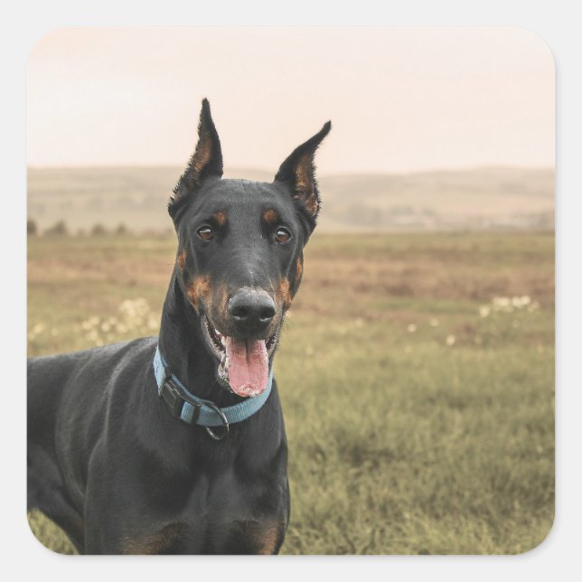 Doberman Pinscher In Field Square Sticker (Front)