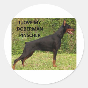 doberman pinscher love w pic.png classic round sticker