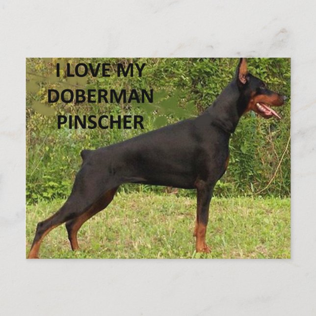 doberman pinscher love w pic postcard (Front)