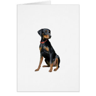 Doberman Pinscher (naturel)