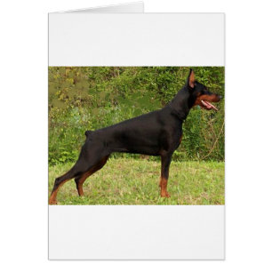 doberman pinscher noir plein