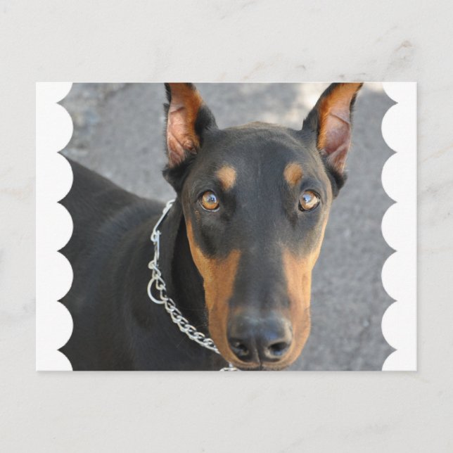 Doberman Pinscher Postcard (Front)